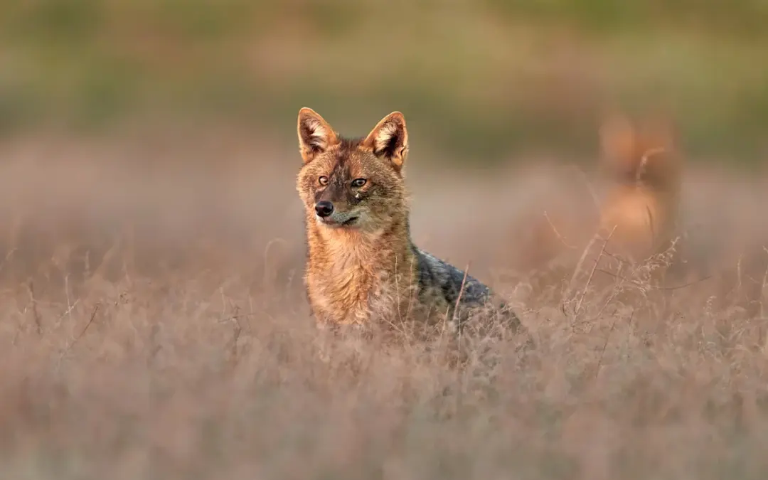🐺 Goldschakal Baden-Württemberg