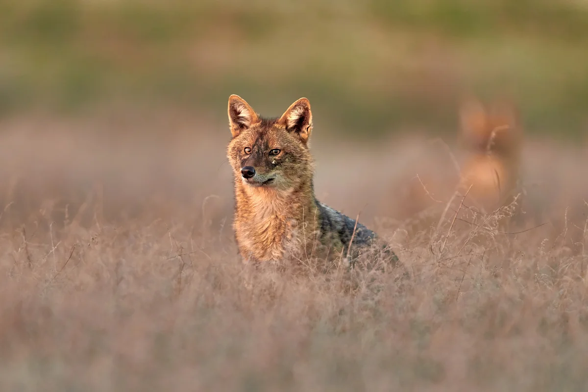 Goldschakal schaut auf einer Wiese über das Gras - Wildtiere in Europa