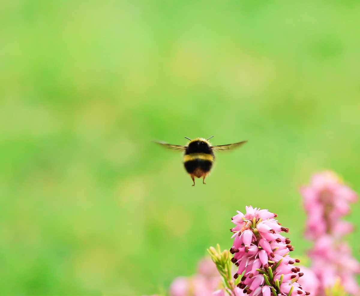 Hummel Arten bestimmen - Insekten in Europa