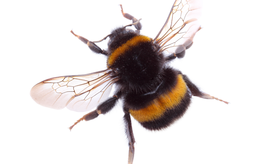 Hummel