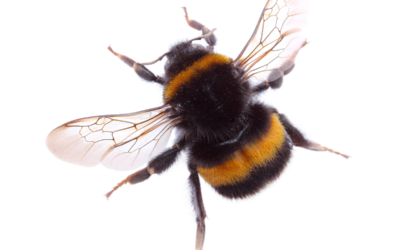 Hummel