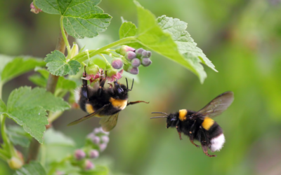 Hummel Stachel