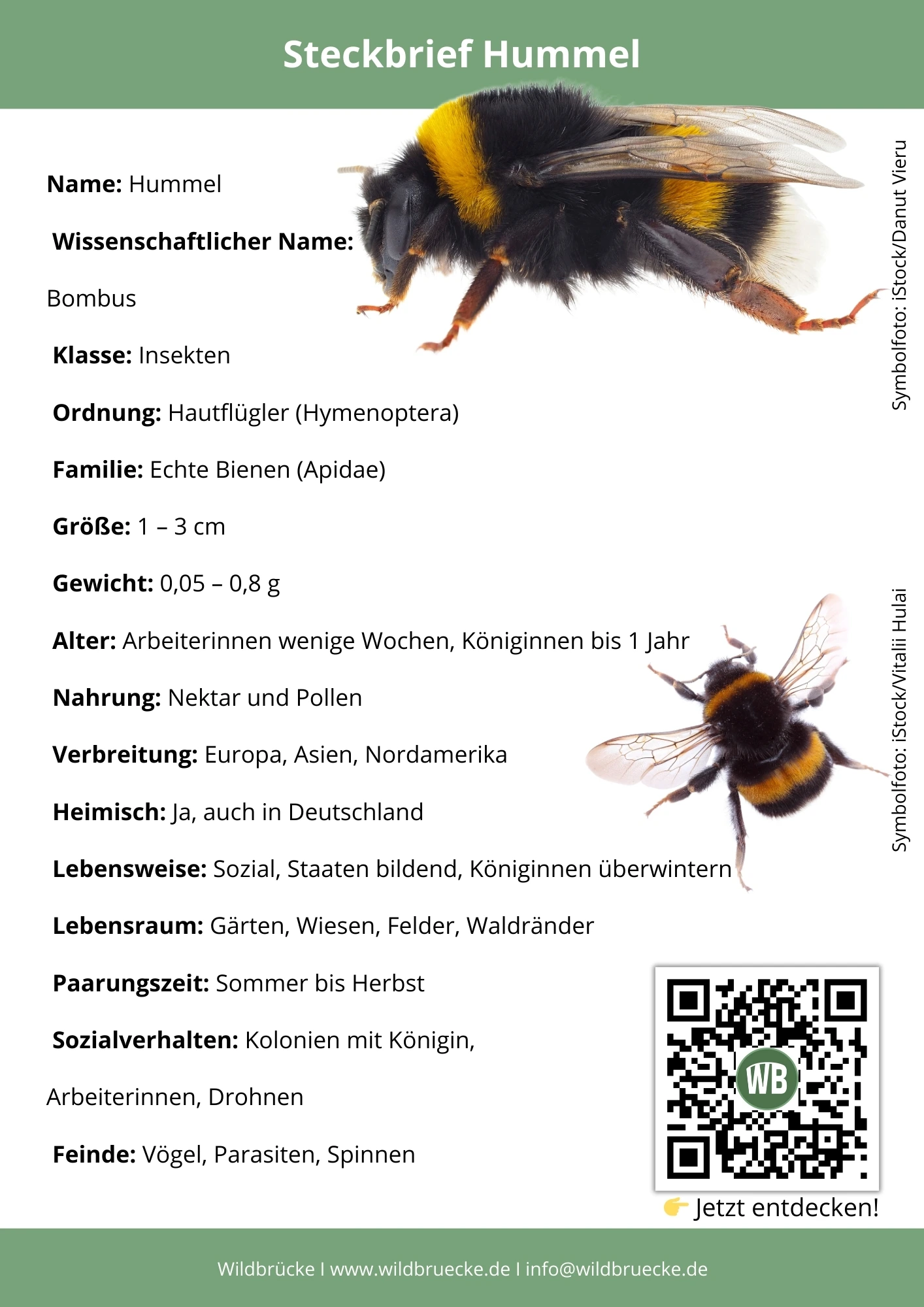 Hummel Steckbrief - Insekten in Europa