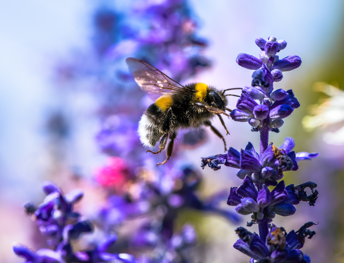 Hummeln bestimmen - Insekten in Europa