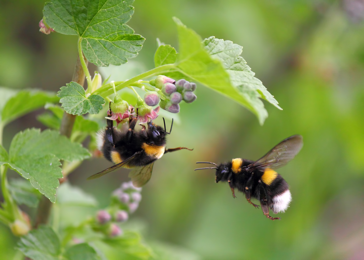 Kann die Hummel stechen - Insekten in Europa