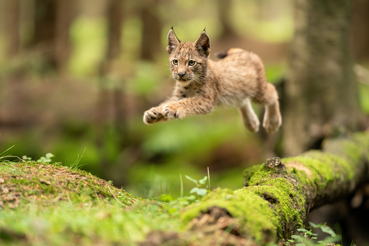 Luchs Nachwuchs im Harz - Wildtiere in Europa