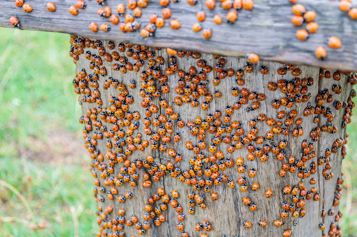 Marienkäfer Plage - Insekten in Europa