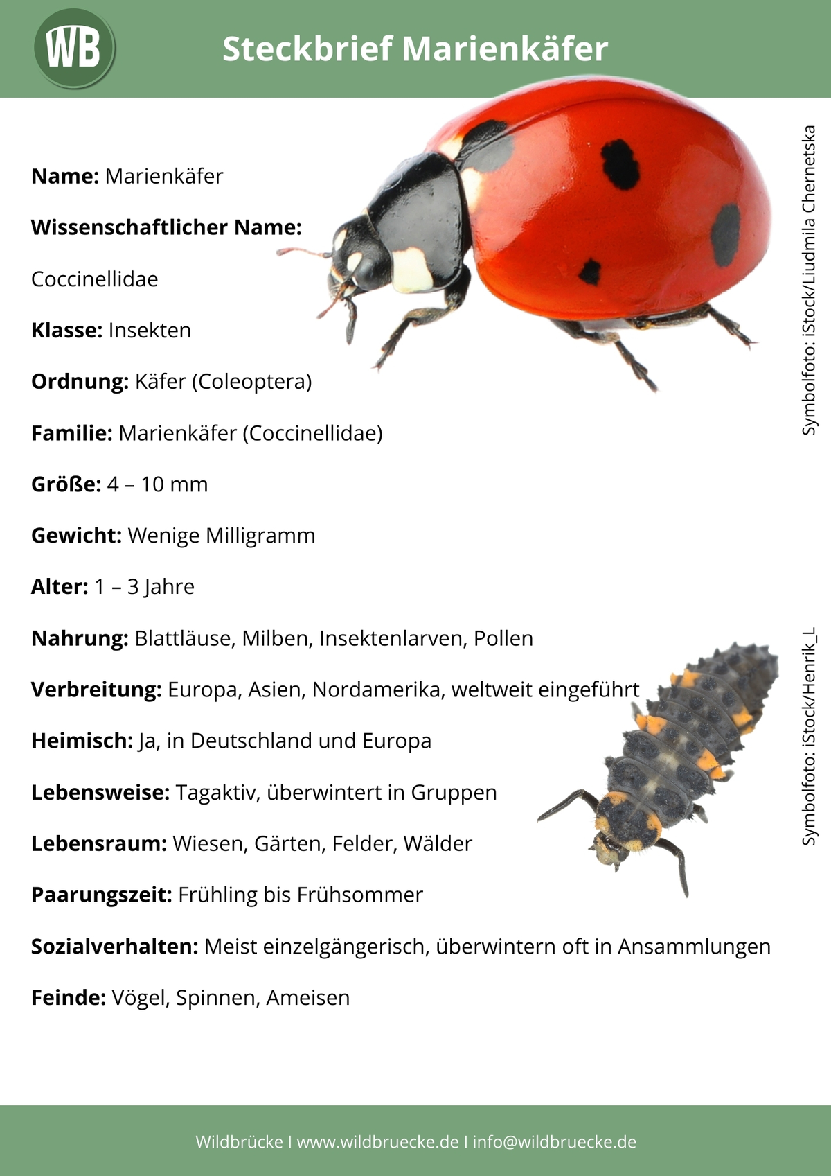Marienkäfer Steckbrief - Insekten in Europa