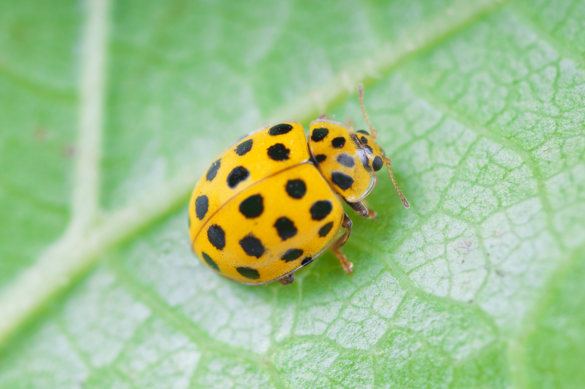 Marienkäfer gelb - Insekten in Europa