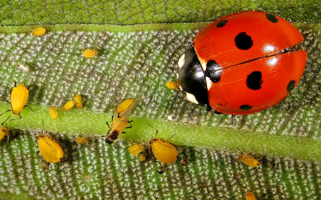 🐞 Was essen Marienkäfer