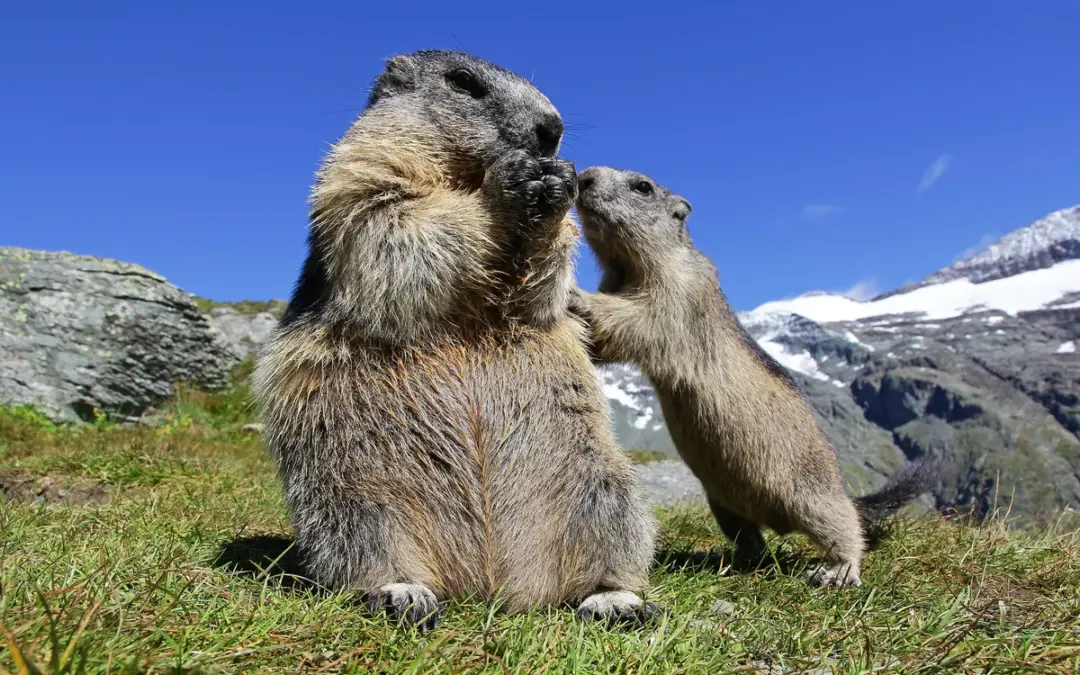 🐾 Murmeltier Babys