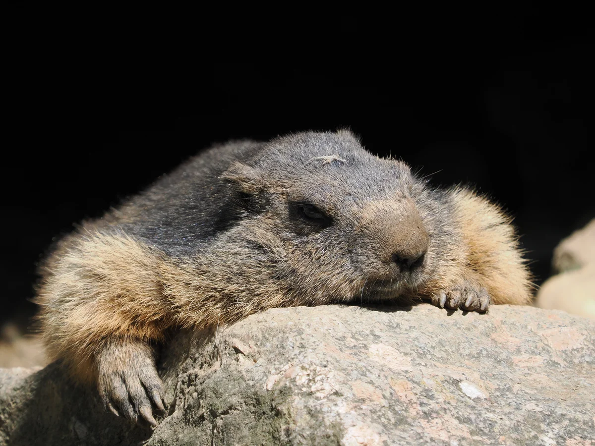 Murmeltier schlafen - Wildtiere in Europa