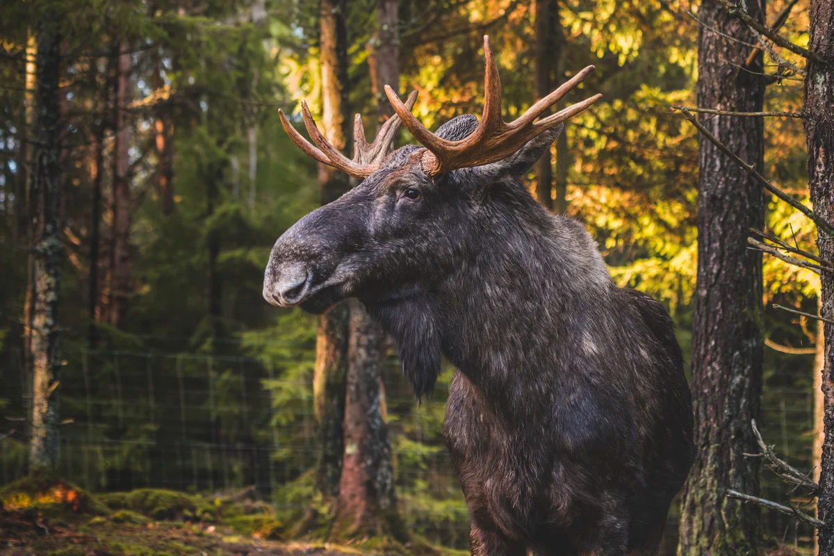 Nordischer Hirsch Elch - Wildtiere in Europa