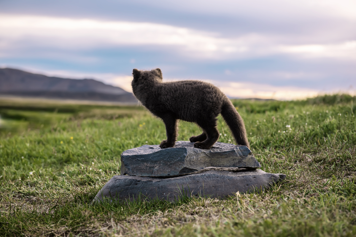 Polarfuchs in Finnland - Wildtiere in Europa (1)