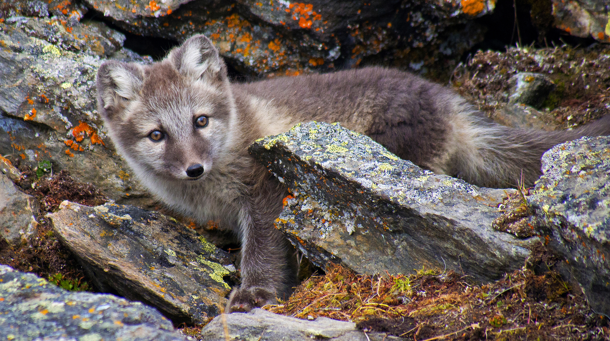 Polarfuchs Welpe in Finnland - Wildtiere in Europa (1)