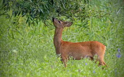 🦌 Reh Nahrung
