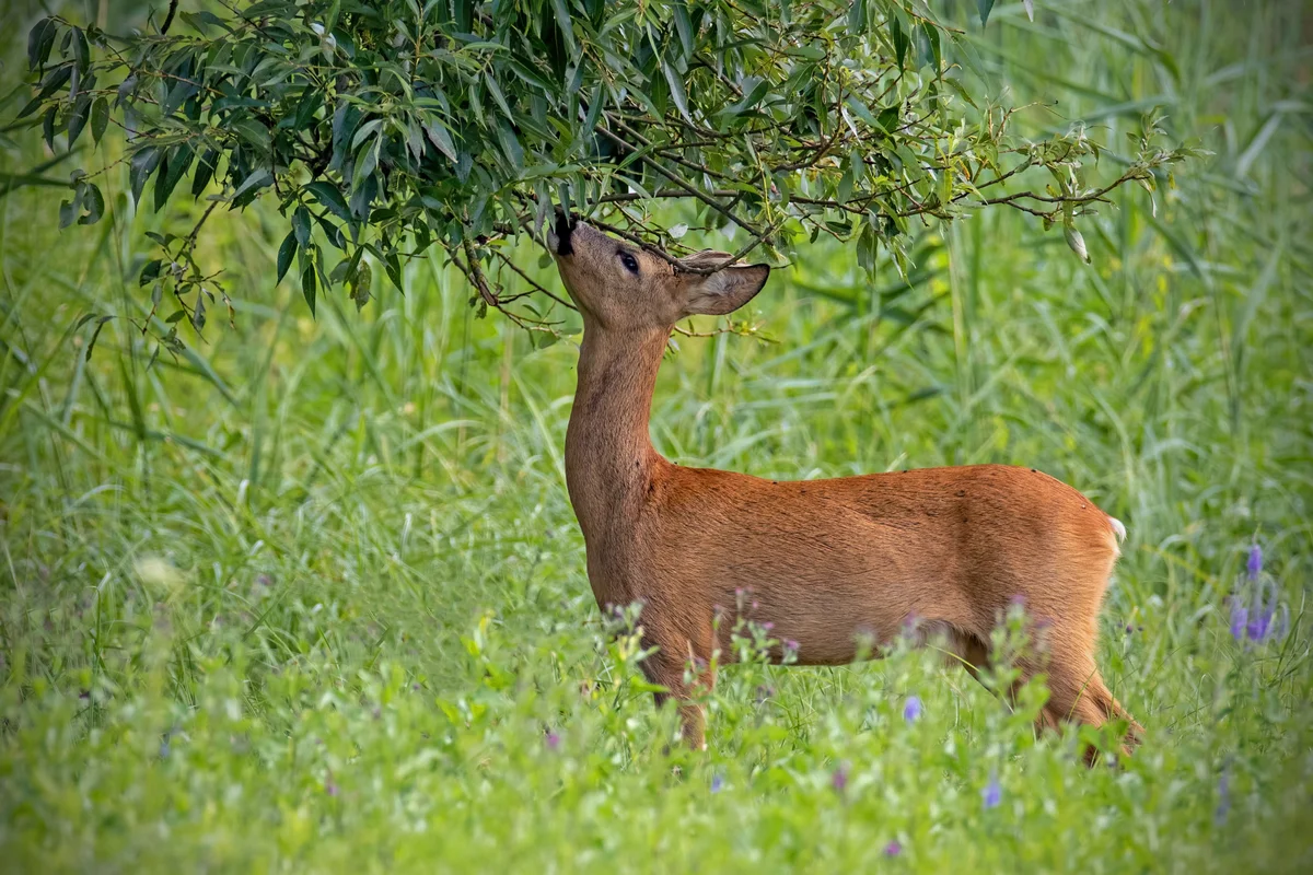 Reh Nahrung - Wildtiere in Europa