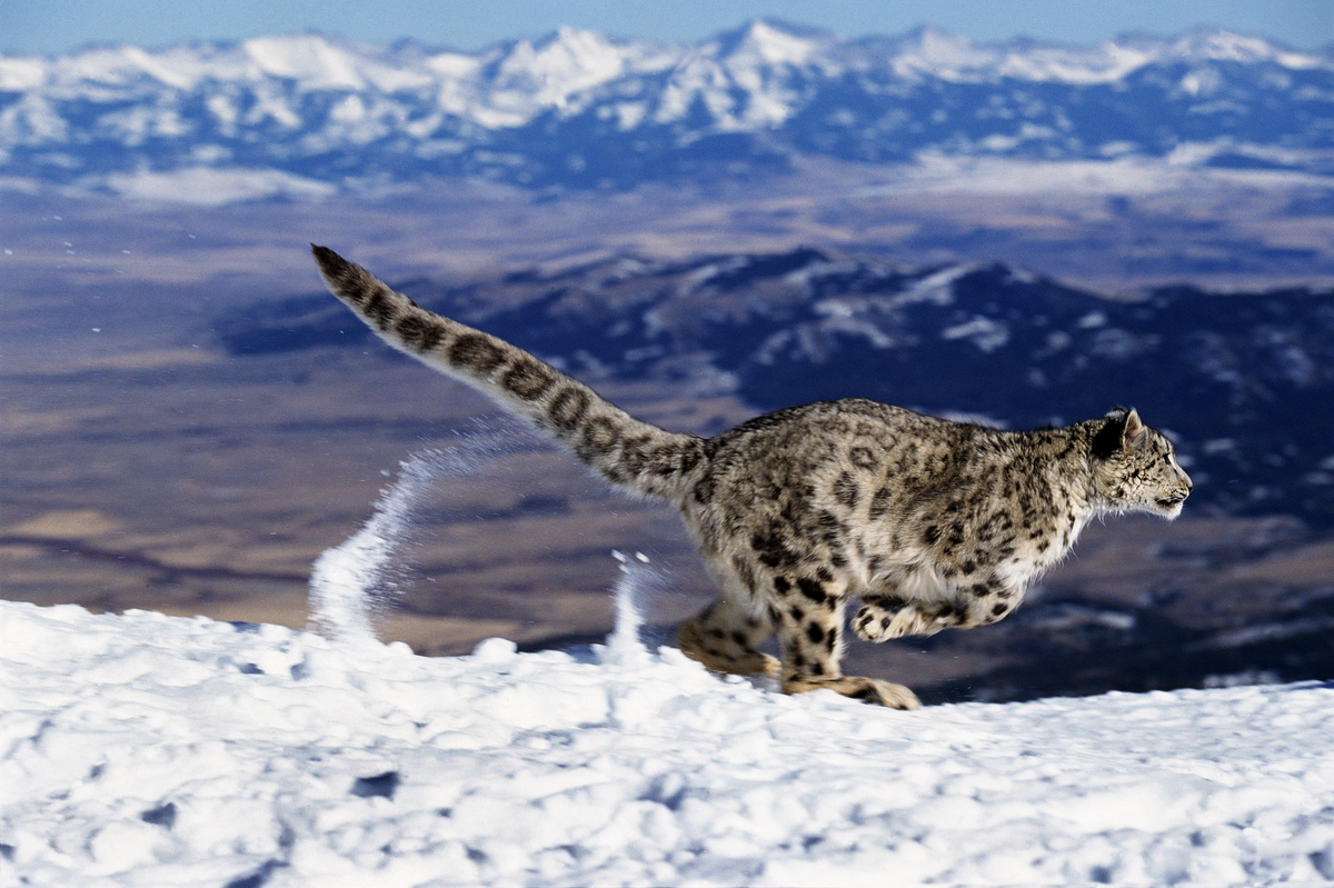 Schneeleopard - Wildtiere