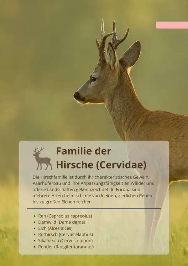 Steckbrief Super-Bundle DE-005