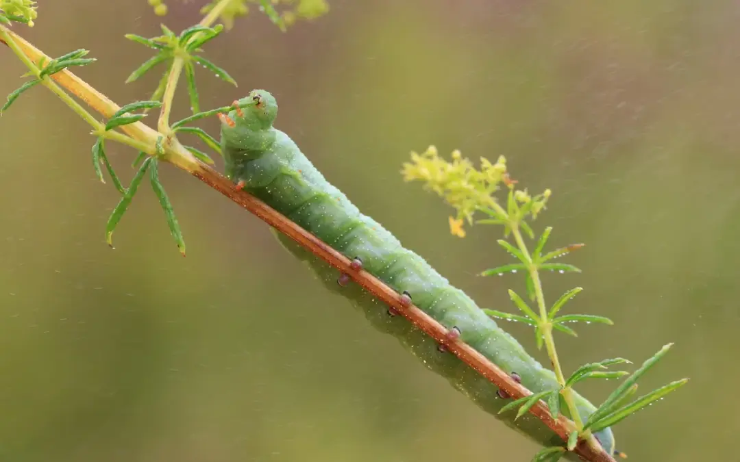 Taubenschwänzchen Raupen