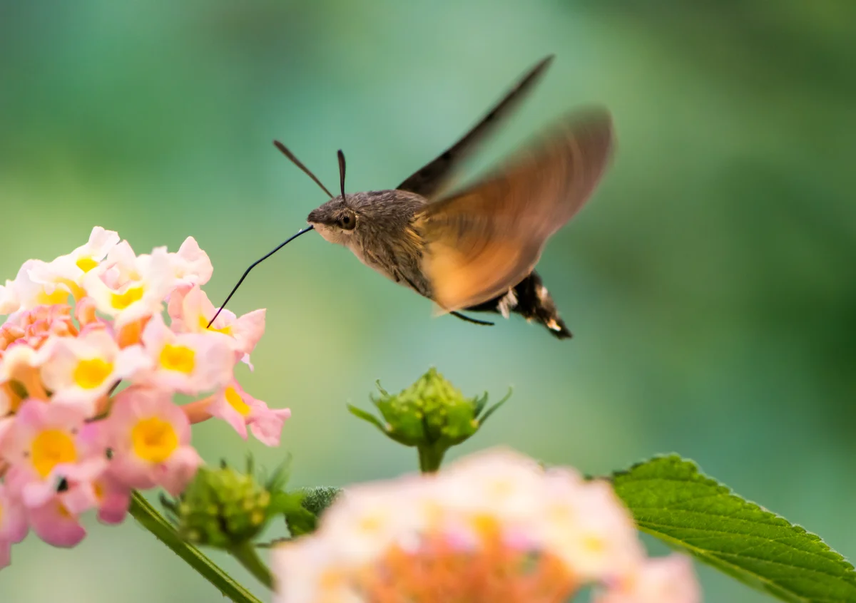 Taubenschwänzchen Stich - Insekten in Europa