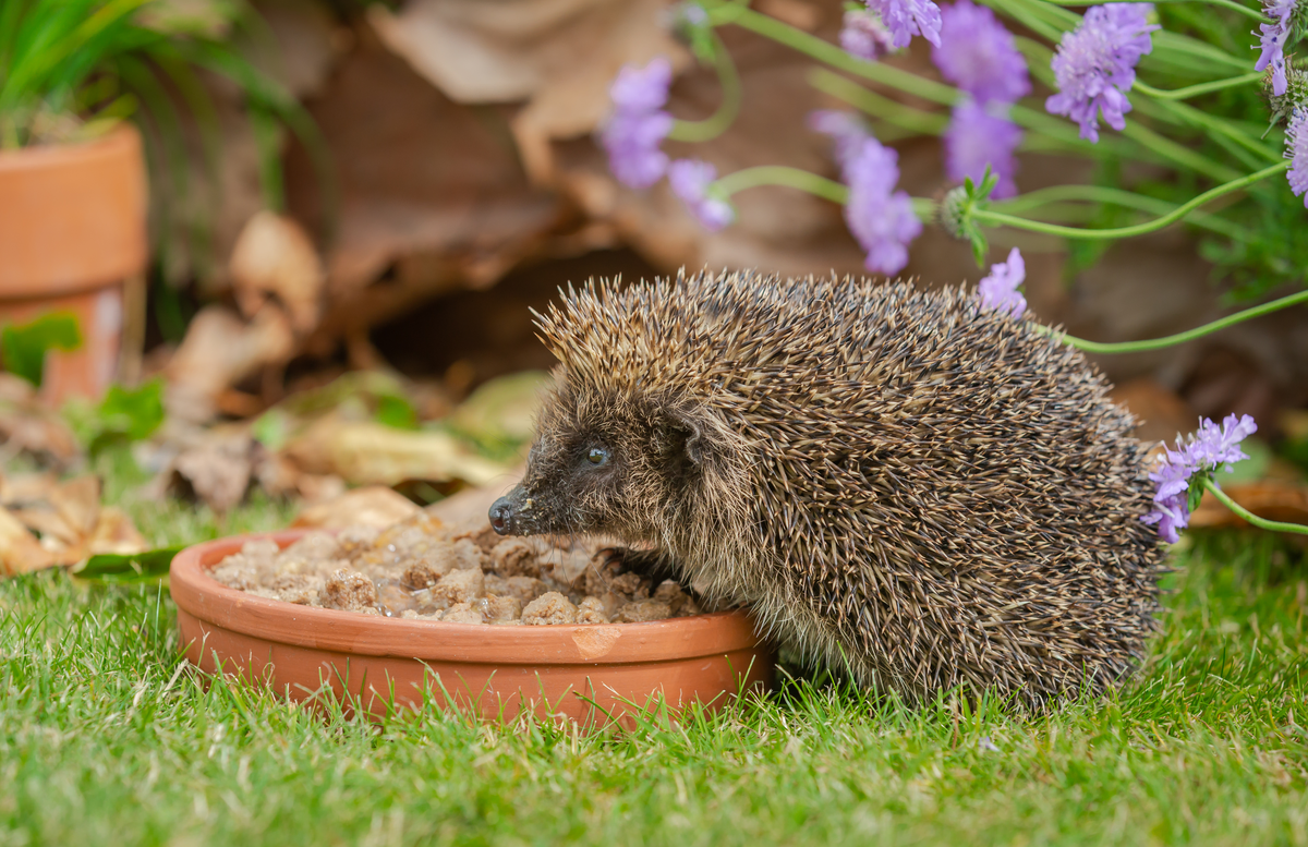 Was fressen Igel - Wildtiere in Europa