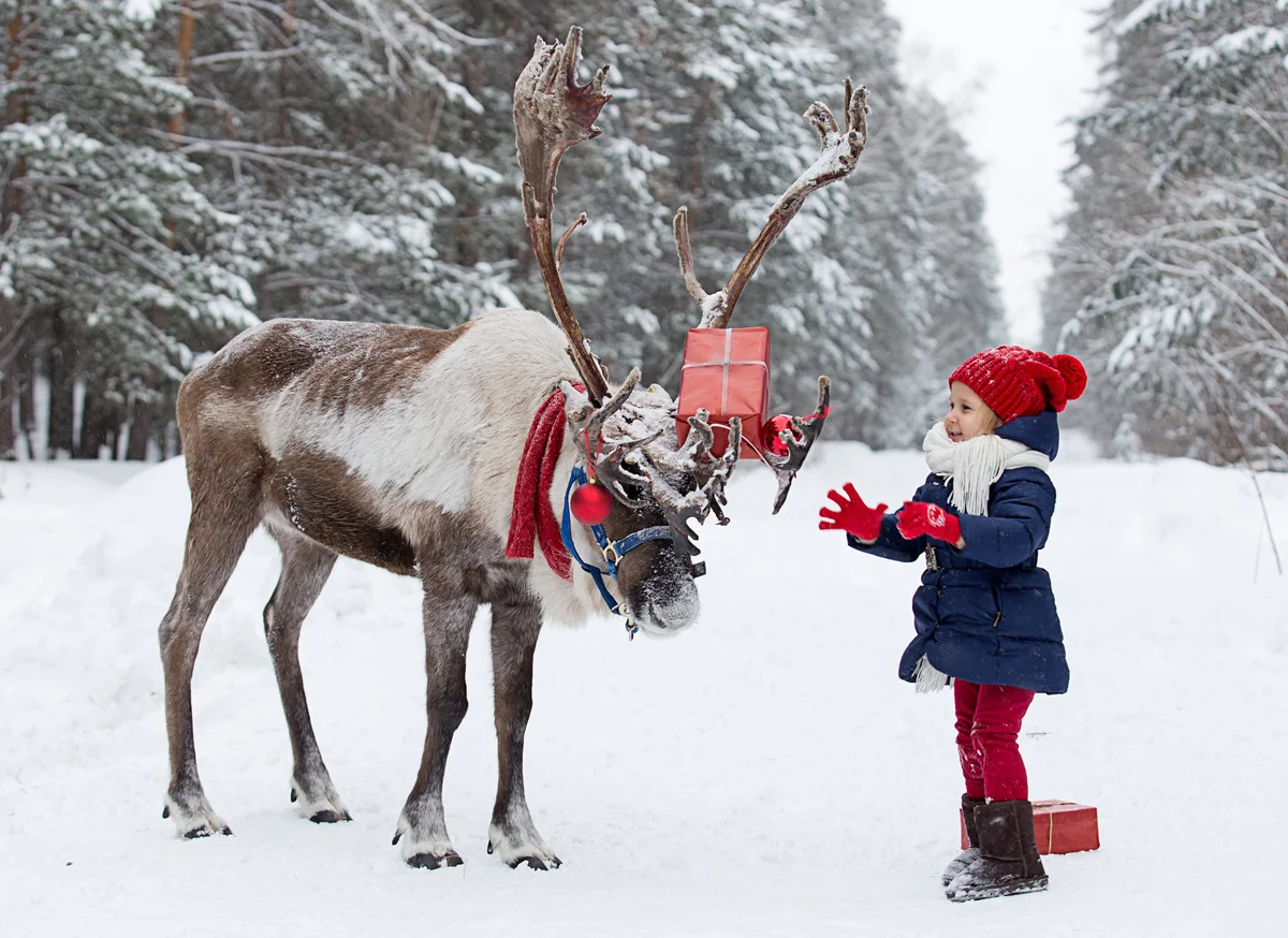 Weihnachten und das Rentier - Wildtiere in Europa