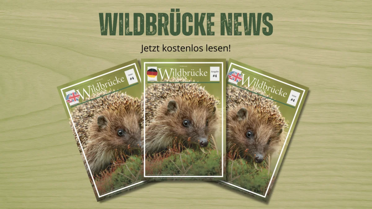 Wildbrücke News #4
