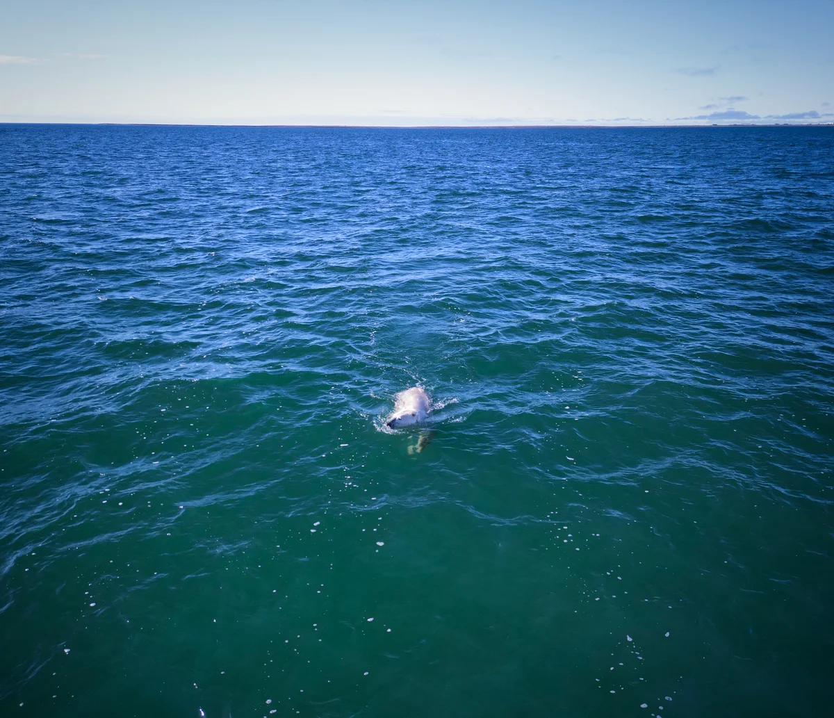 Wo lebt der Eisbär, wir zeigen es dir - Wildtiere in Europa