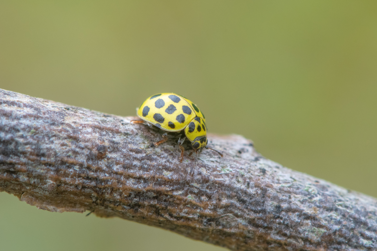 Zweiundzwanzigpunkt Marienkäfer - Insekten in Europa