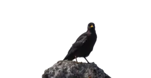 Alpendohle - Vögel in Europa