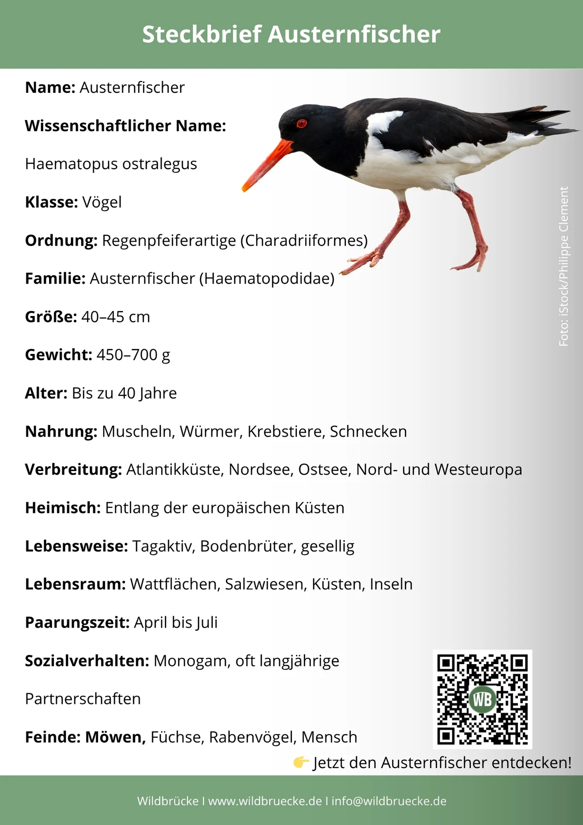 Informační list o ústřičnících DE - Ptáci v Evropě Informační list o ústřičnících DE - Ptáci v Evropě