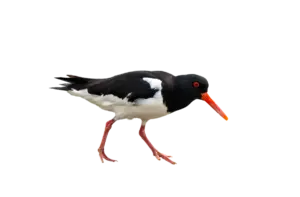 Austernfischer - Vögel in Europa