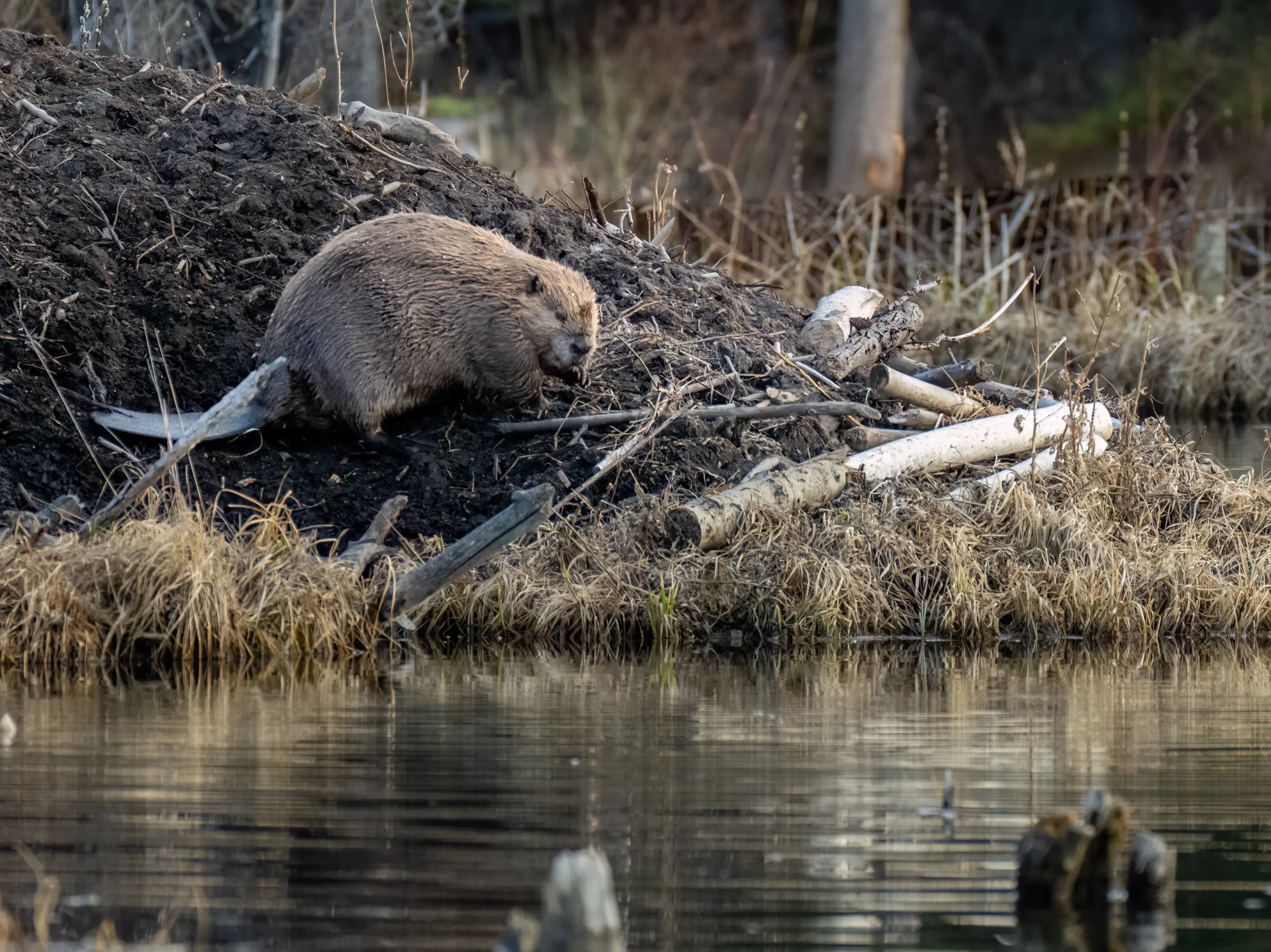 Bobři - Divoká zvěř v Evropě (1)