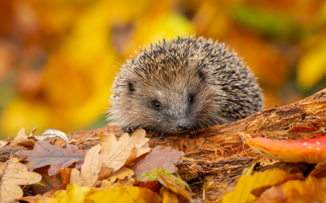 🦔 Igel im Herbst füttern?: Was sie fressen und wie man ihnen richtig hilft