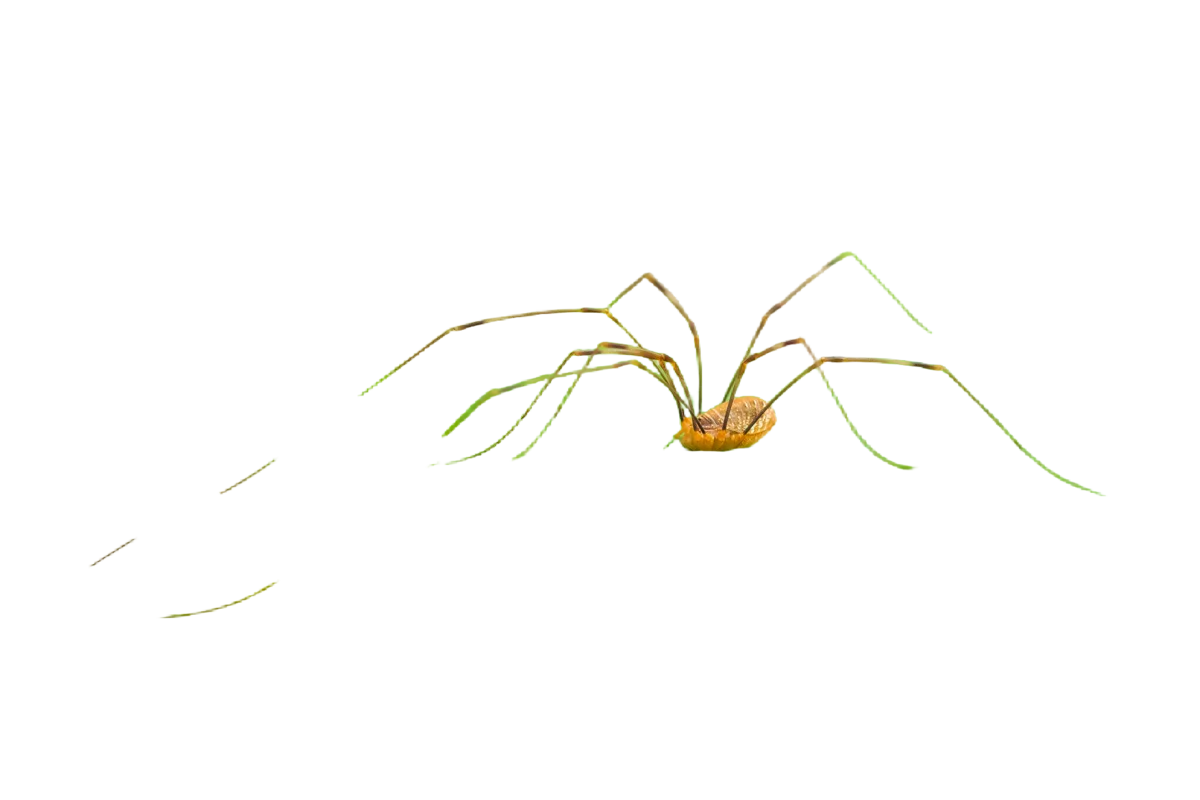 Italienischer Weberknecht - Spinnen in Europa