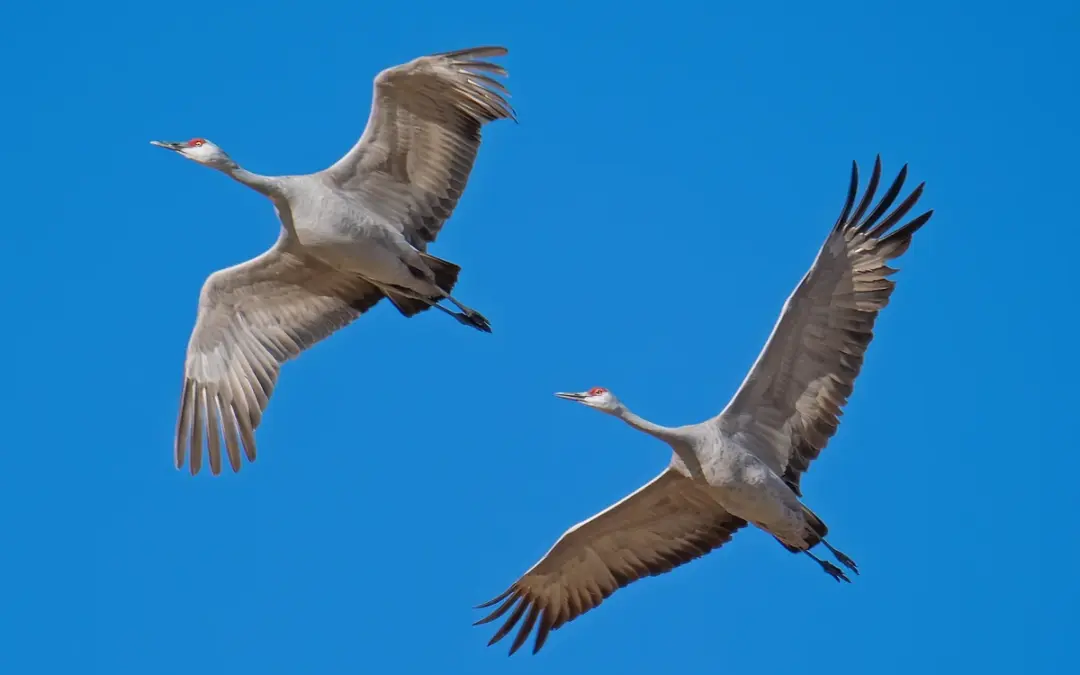 🕊️ Kraniche wieder unterwegs