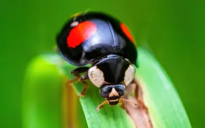 Marienkäfer schwarz mit rote Punkte