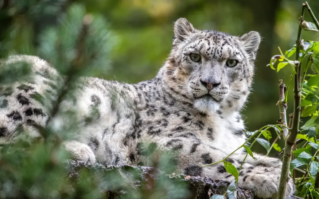 🐾 Schneeleoparden in Bhutan durch Umwelt-DNA nachgewiesen