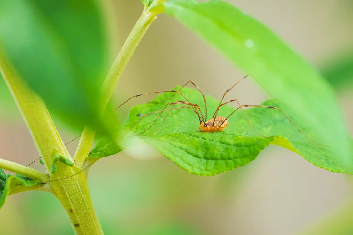 Weberknecht fliegen - Spinnen in Europa