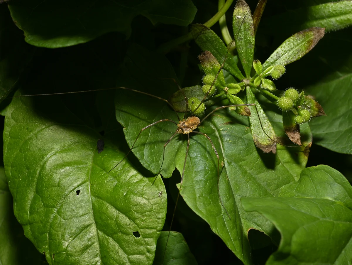 Weberknecht giftig - Spinnen in Europa