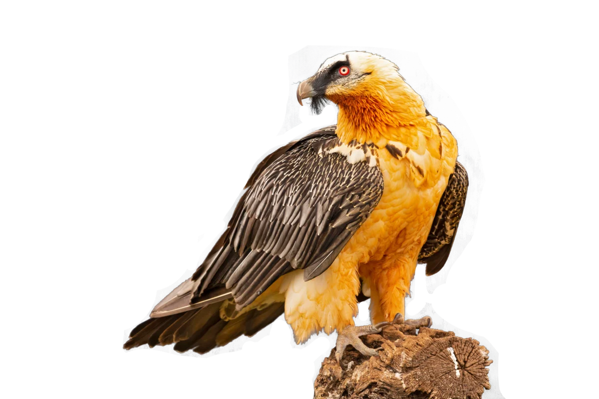 Vousatý sup - Ptáci v Evropě