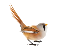 Bartmeise - Vögel in Europa