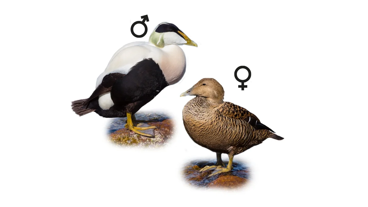 Eiderente - Vögel in Europa