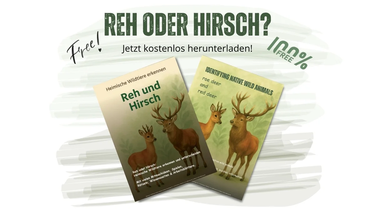 Reh oder Hirsch - Wildtiere in Europa