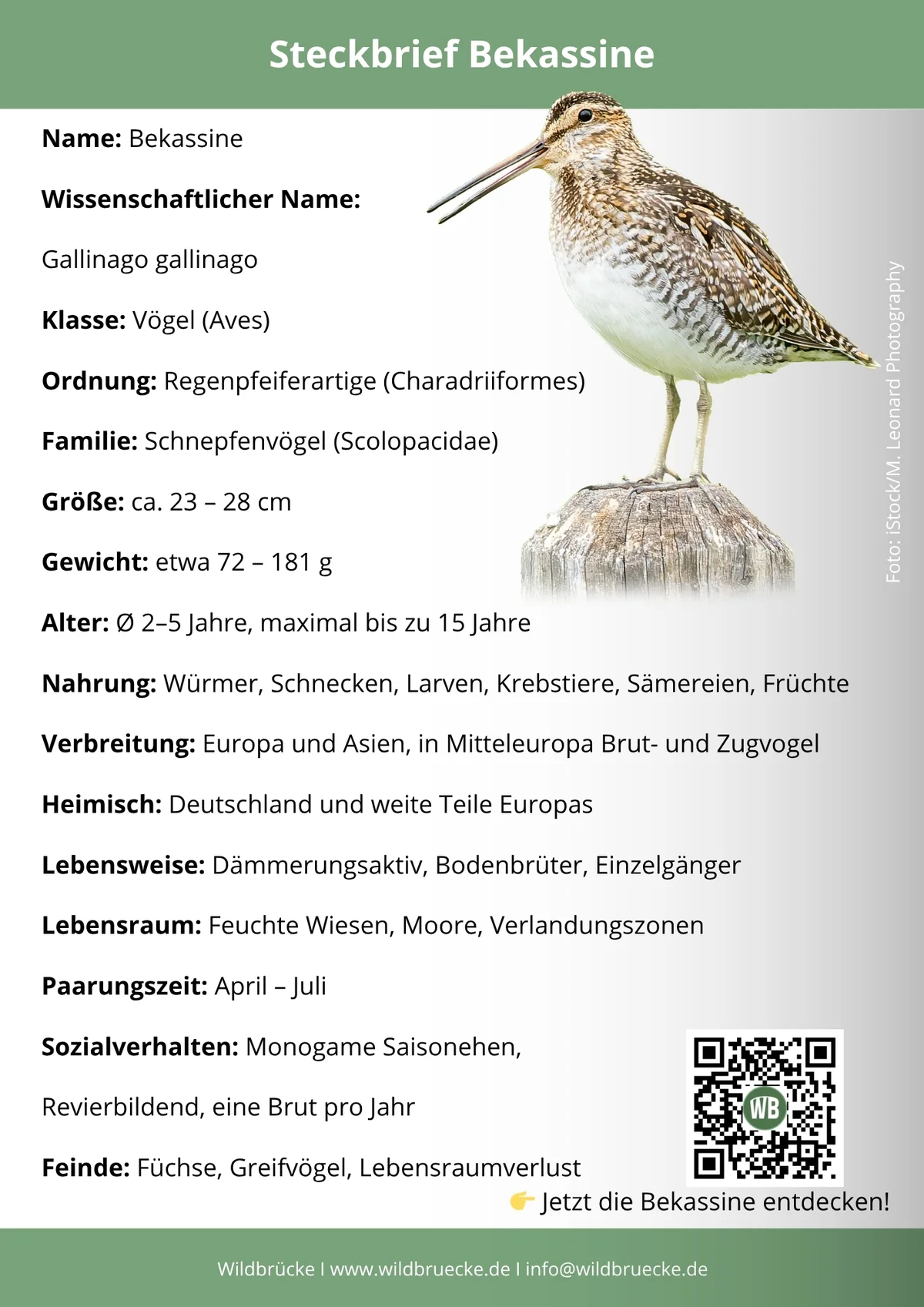 Bekassine Steckbrief - Vögel in Europa Bekassine Steckbrief - Vögel in Europa