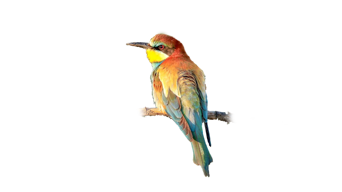 Bienenfresser - Vögel in Europa