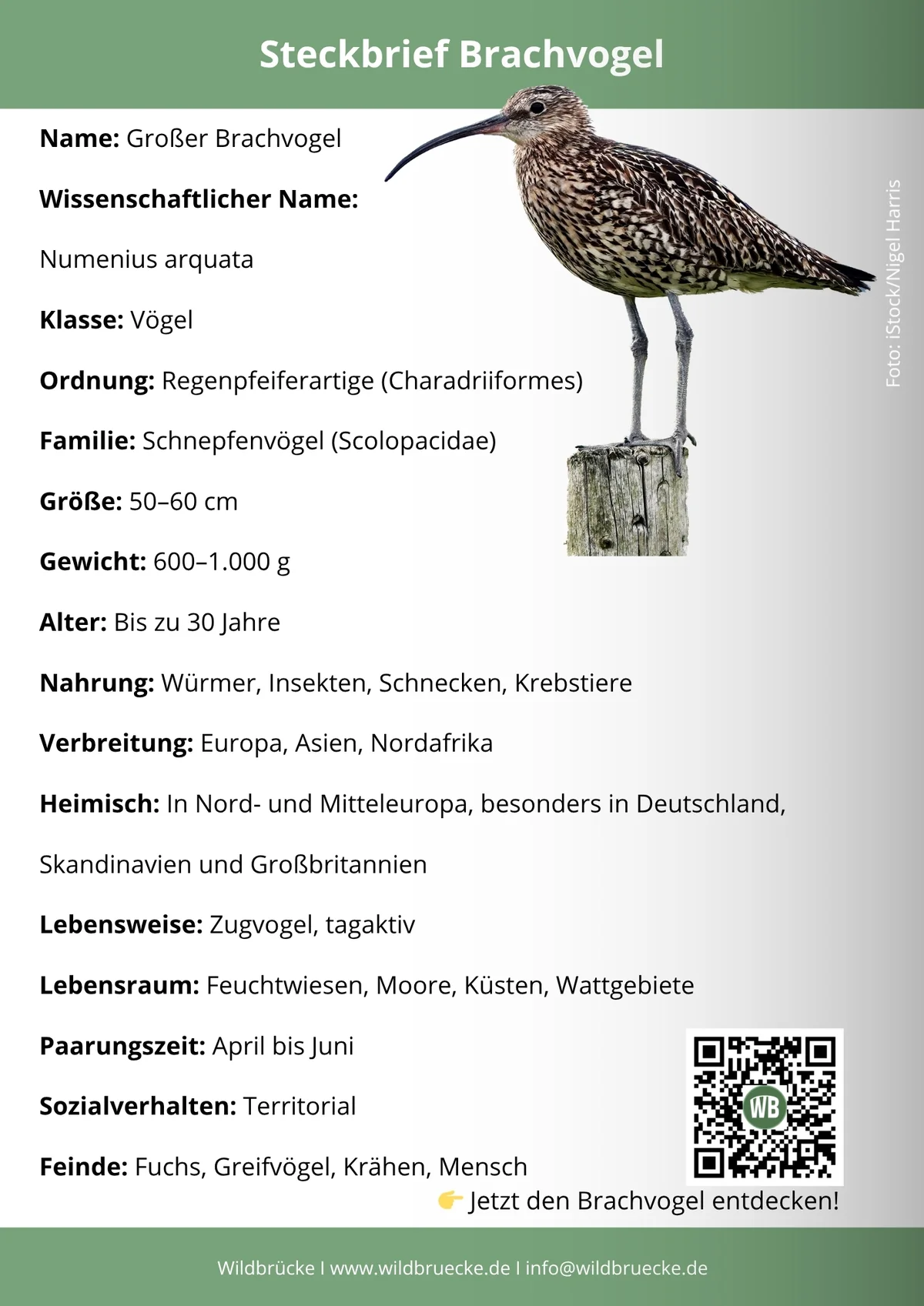Brachvogel Steckbrief - Vögel in Europa Brachvogel Steckbrief - Vögel in Europa
