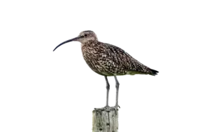 Brachvogel - Vögel in Europa