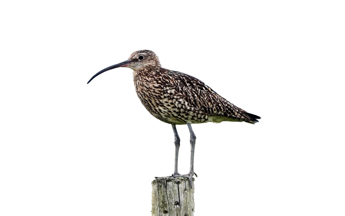 Brachvogel - Vögel in Europa